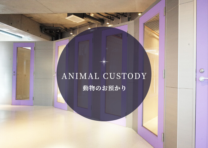 ANIMAL CUSTODY 動物の預かり